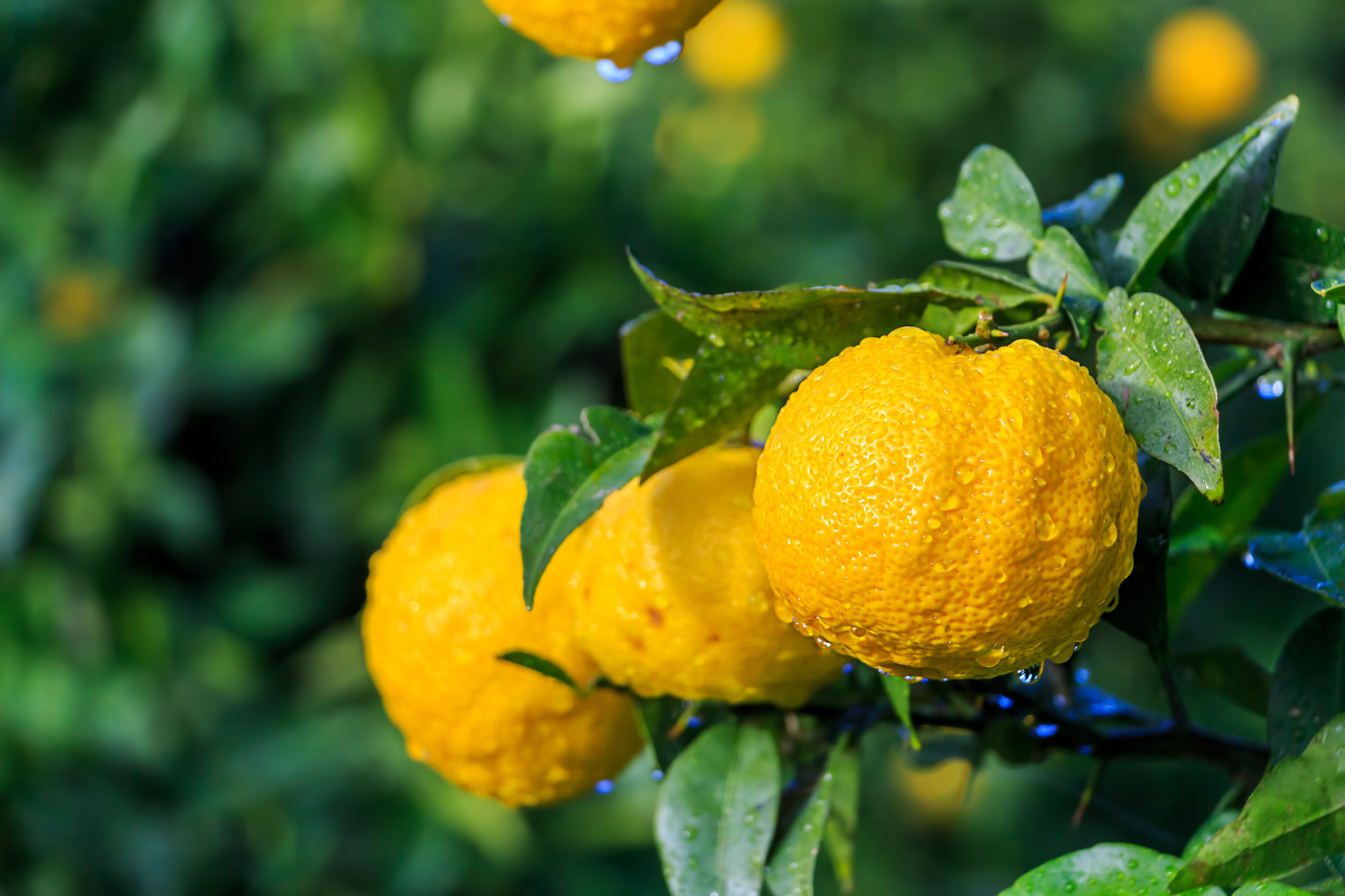 Yuzu, cos'è e come si usa: tutto sul superfood giapponese | Deabyday